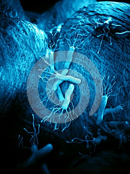 The helicobacter - close up