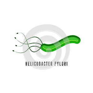 Helicobacter pylori illustration microaerophilic bacterium which infects various areas of the stomach and duodenum photo