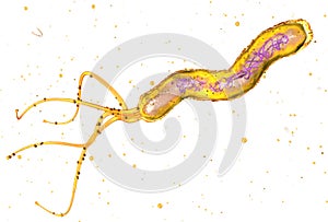 Helicobacter pylori bacterium, causing peptic ulcer disease, gastritis, 3D medically illustration