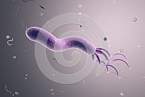 Helicobacter pylori, bacterium which causes gastric and duodenal ulcer