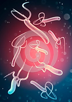 Helicobacter pylori is a gram-negative, flagellated, helical bacterium. photo