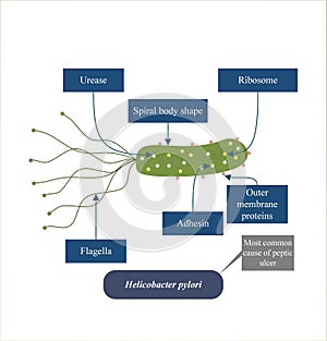 Helicobacter pylori - a gram-negative, microaerophilic, bacterium