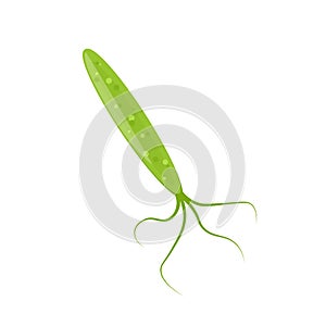 Helicobacter Pylori icon