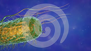 Helicobacter Pylori - Stomach Infecting Bacteria