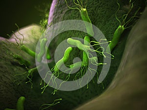 The helicobacter pyloris - close up