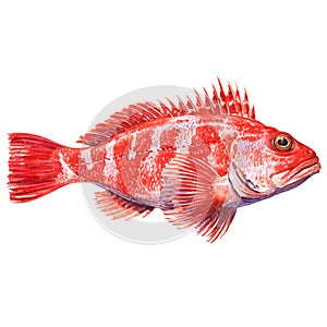 Helicolenus dactylopterus, Rockfish, Blackbelly rosefish or redfish isolated, watercolor illustration photo