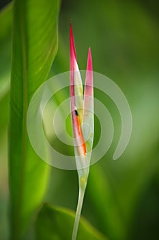 Heliconia Tropical Flower at Singapore Botanic Gardens photo