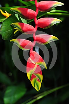 Heliconia photo