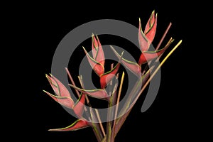 Heliconia