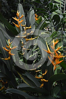 Heliconia