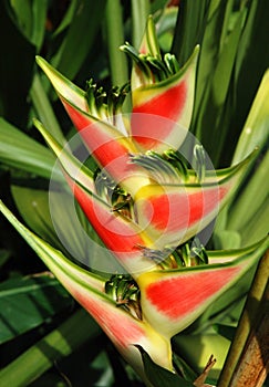 Heliconia