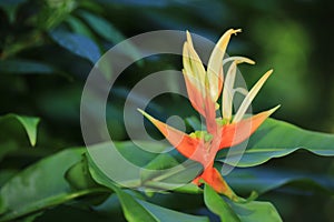 Heliconia aurantiaca flower