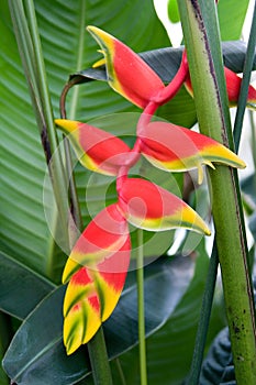 Heliconia, a beautiful tropical flower