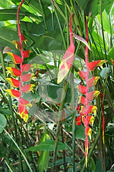 Heliconia bihai flower Red palulu, bright and colourful tropical flowers on background of green leaves. Natural garden, Thailand photo