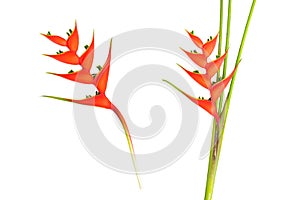 Heliconia bihai flower Red palulu, photo