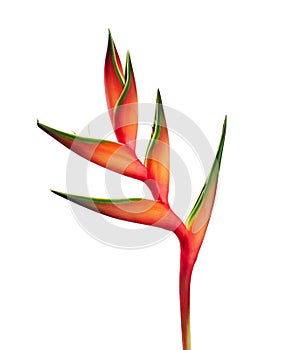 Heliconia bihai flower Red palulu, Tropical flowers isolated on white background, with clipping path