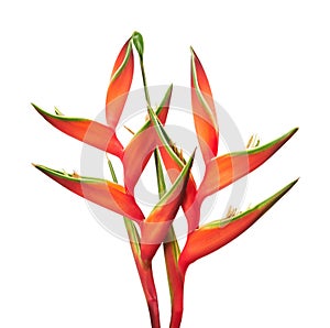 Heliconia bihai flower Red palulu, Tropical flowers isolated on white background, with clipping path