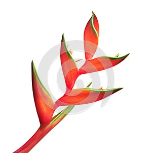 Heliconia bihai flower Red palulu, Tropical flowers isolated on white background, with clipping path photo
