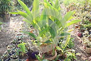 Heliconia bihai flower tree in farm