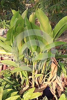 Heliconia bihai flower tree in farm