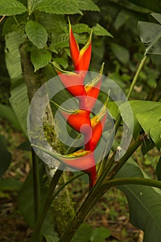 Heliconia bihai red palulu. photo