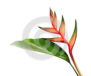 Heliconia bihai Red palulu flower with leaf, Tropical flowers isolated on white background, with clipping path photo