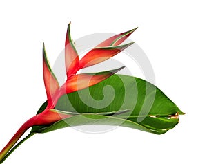 Heliconia bihai Red palulu flower with leaf, Tropical flowers isolated on white background, with clipping path photo