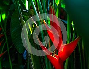 Heliconia bihai & x28;Red palulu& x29; flower. Beautiful Tropical flowers photo