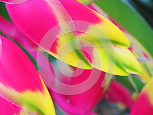 Heliconia bird of paradise flower