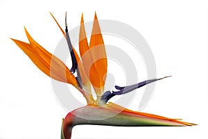 Heliconia blossom photo