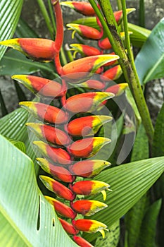 Heliconia bunch and green leaves