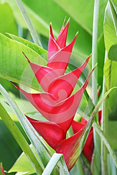 Heliconia caribaea