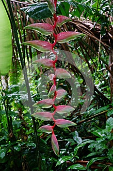 Heliconia chartacea flower at Asa Wright In Trinidad and Tobago