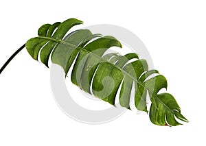 Heliconia chartacea leaves,Tropical leaf, Bird of paradise foliage isolated on white background, with clipping path