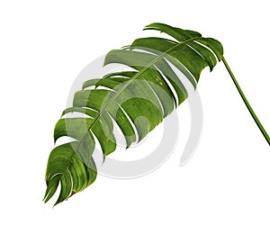 Heliconia chartacea leaves,Tropical leaf, Bird of paradise foliage isolated on white background, with clipping path