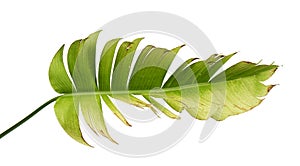 Heliconia chartacea leaves,Tropical leaf, Bird of paradise foliage isolated on white background, with clipping path