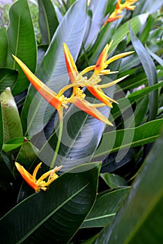 Heliconia photo