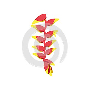Heliconia exotic flower
