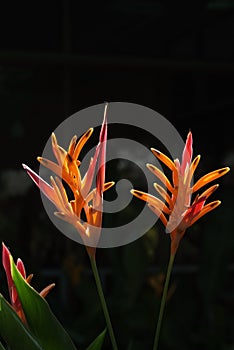Heliconia flower 1