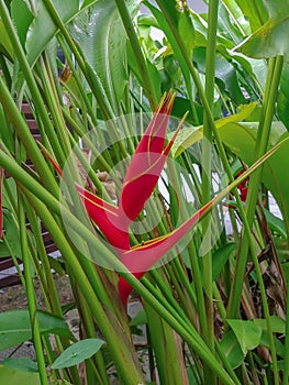 Heliconia flower.