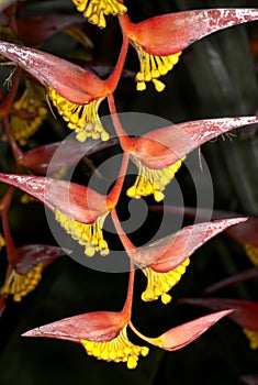 Heliconia Flower photo