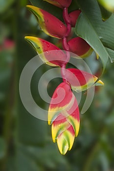 Heliconia Flower.