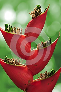 Heliconia flower.