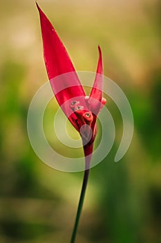 heliconia flower