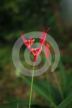 heliconia flower