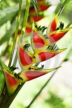 A Heliconia flower