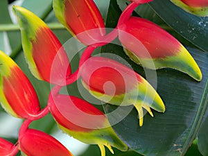 Heliconia flower