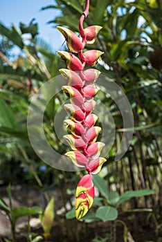 Heliconia flower, Amazonia, Ecuador photo