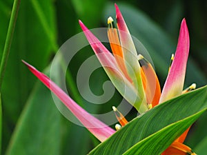 Heliconia flower Bird img