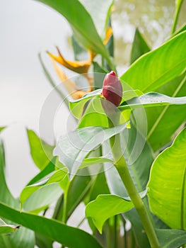 Heliconia flower,Bird of Paradise flower with green leaf near ri